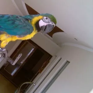 очень дружелюбный синий и золотой попугаев ара.